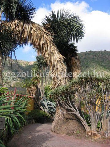kanri szigetek yucca filifera